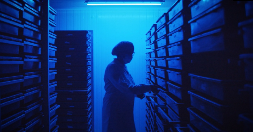 �Scarabat�, un superalimento sano, sostenible y ecol�gico